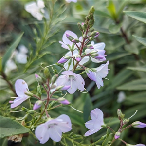 Parahebe cataractae Pink Avalanche