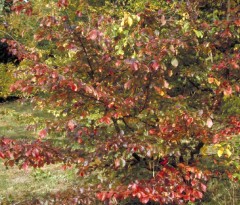 Parrotia persica