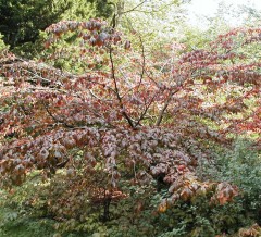 Parrotia persica