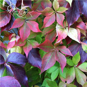 Parthenocissus henryana