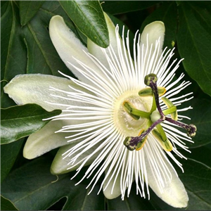 Passiflora Avalanche