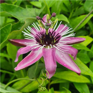 Passiflora Victoria