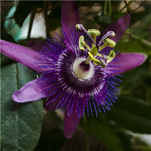 Passiflora caerulea Purple Haze