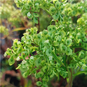 Patrinia monandra