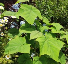 Paulownia tomentosa