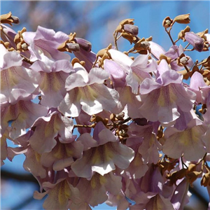 Paulownia tomentosa