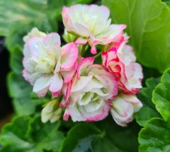 Pelargonium Appleblossom