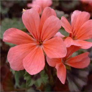 Pelargonium Bath Beauty