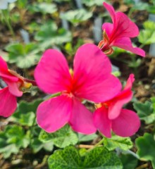 Pelargonium Crocodile