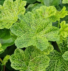 Pelargonium Crocodile