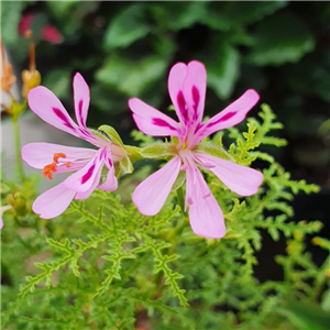 Pelargonium denticulatum filicifolium