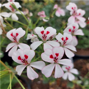 Pelargonium echinatum album