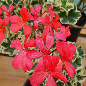 Pelargonium Frank Headley