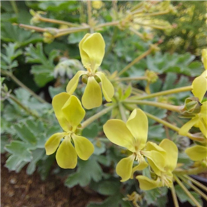 Pelargonium gibbosum