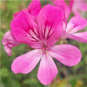 Scented foliage and small pale pink flowers throughhout the summer. protect from frost