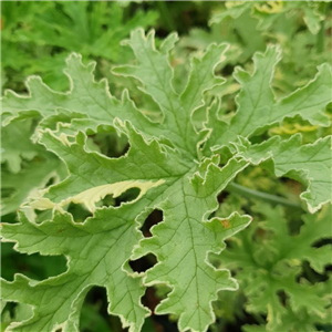 Pelargonium Mint Fresh