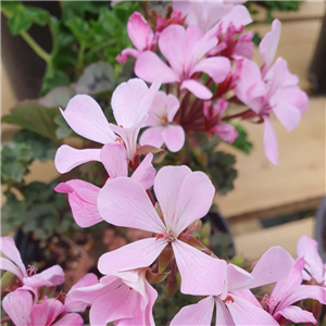 Pelargonium Monica Bennet