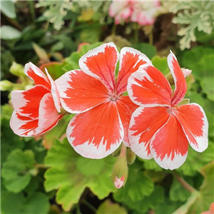 Pelargonium Mr Wren