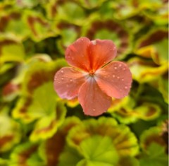 Pelargonium Mrs Quilter