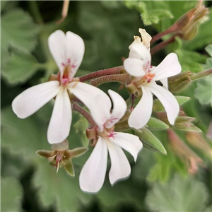 Pelargonium quercifolium