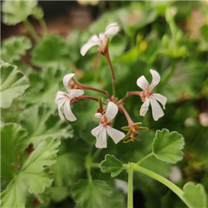 Pelargonium quercifolium