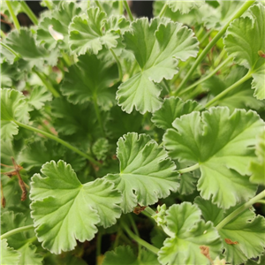 Pelargonium fragrans Old Spice