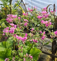 Pelargonium papilionaceum