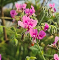 Pelargonium papilionaceum