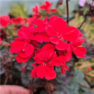 Pelargonium Redondo