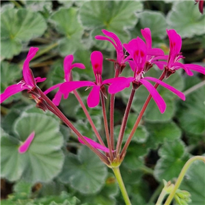 Pelargonium reniforme