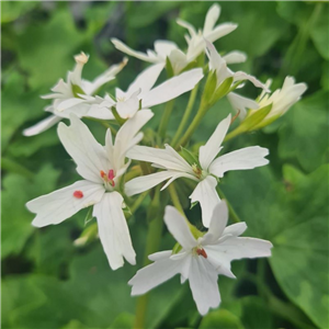 Pelargonium Stellar Arctic Star