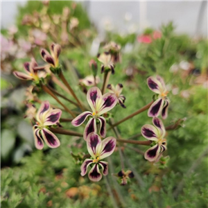 unusual geranium with attractive night scented flowers. sunny well drained frost free spot.