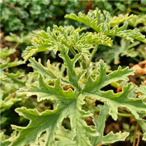 Pelargonium variegated mint rose