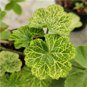 Pelargonium Wantirna