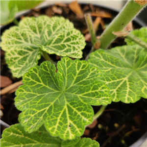 Pelargonium Wantirna