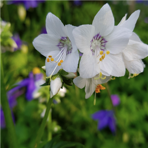 Polemonium caeruleum Dawn Flight