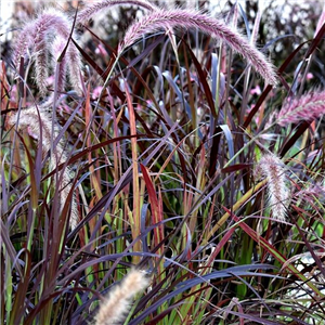 Pennisetum advena Rubra