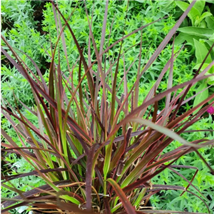 Pennisetum advena Fireworks