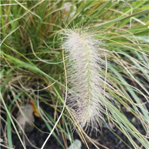 Pennisetum alopecuroides Hameln