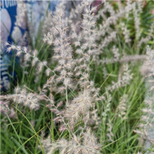 Pennisetum orientale Dance with Me