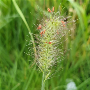 Pennisetum Red Head