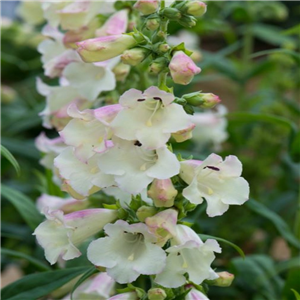 Penstemon Arabesque Apple Blossom