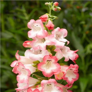 Penstemon Arabesque Pink