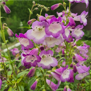 Penstemon Alice Hindley