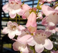 Penstemon Apple Blossom