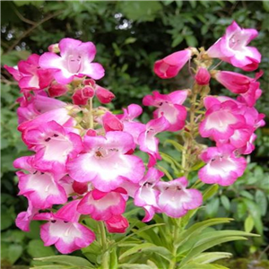 Penstemon Arabesque Orchid