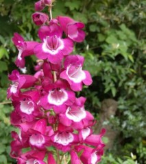 Penstemon Arabesque Violet