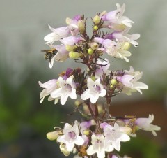 Penstemon digitalis Black Beard