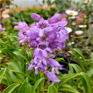 Penstemon Blue Paradise