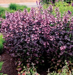 Penstemon Dakota Burgundy